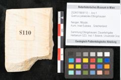 Foto (Objekt + Etikett) von Quercus palaeoilex Ettingshausen (NHMW-GEO-2024-0188-8110)